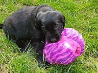 ... entweder ist der Ball zu gross oder meine Schnauze zu klein!