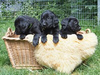 3 Buben im Korb - wie lange noch!