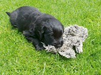 alles wird getestet und rumgetragen!