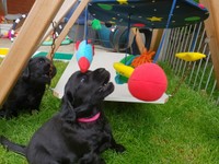 Taiga enteckt das Moblie