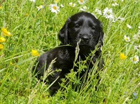 auf der Blumenwiese