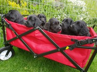 hoch auf dem roten Wagen - wow, alle 6 bleiben sitzen!