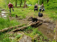 mutig traut sich einer auf's Brücklein!