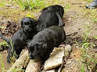 ... schön langsam, eine Pfote vor die andere!