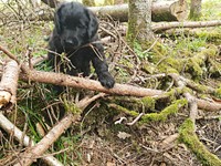 ... hier hat's noch ganz viele Stecken auf einem Haufen!