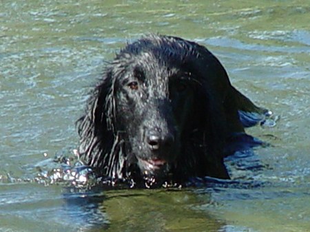 Splashing Water's Isheena Sunshine