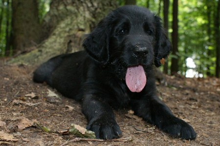 Eadan im Wald (27.7.09)