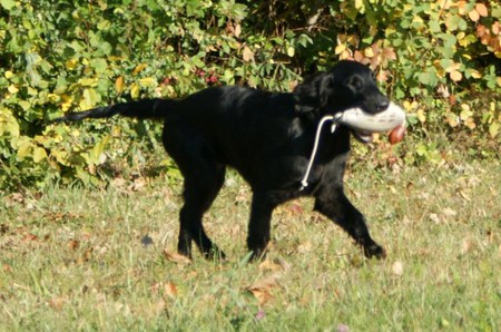 Jagdtraining (15.10.09)