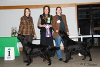 Fancy wird in Kassel Best Veteran of Breed!