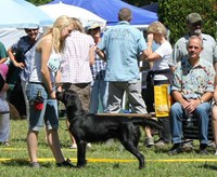 Nationale Hundeausstellung Aarau