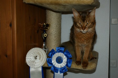 Sheevah wird Best in Show